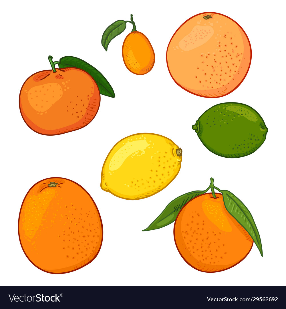 Set cartoon citrus fruits Royalty Free Vector Image