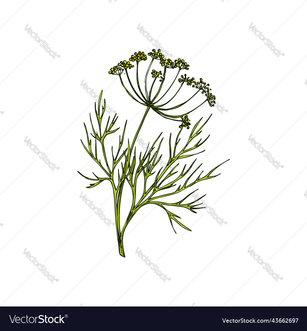 Fennel dill herb isolated leafstalk branch leaves Vector Image