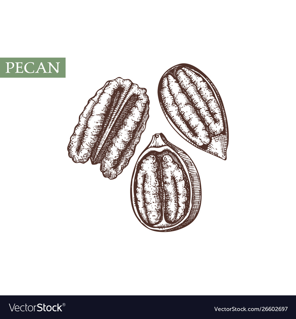 Pecan hand drawn healthy food elements Royalty Free Vector