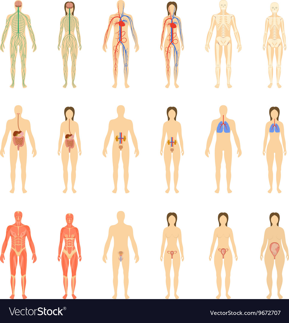 Set of human organs and systems the body Vector Image