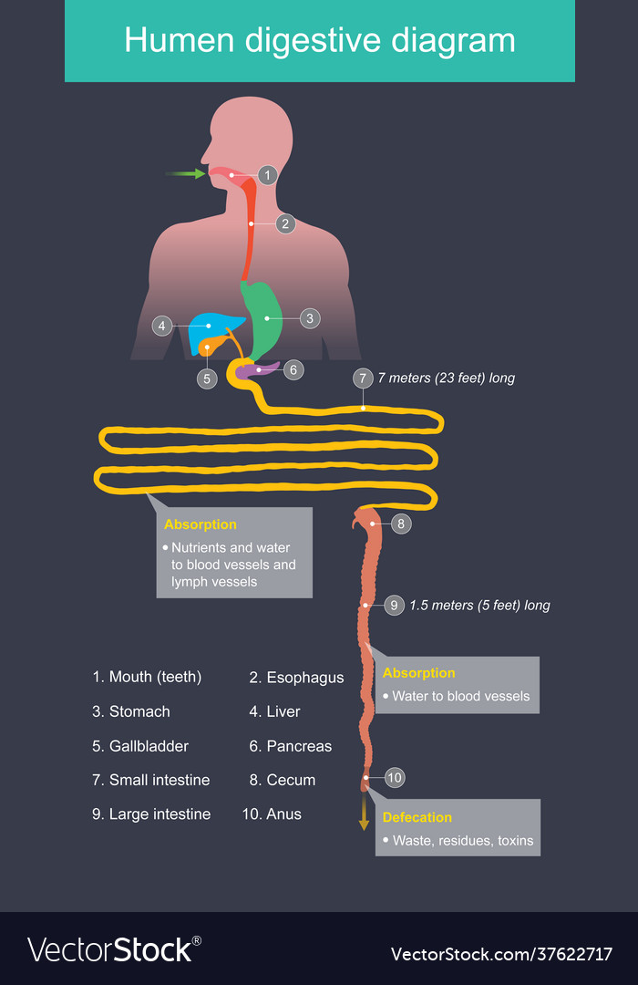 Human digestive diagram small intestine