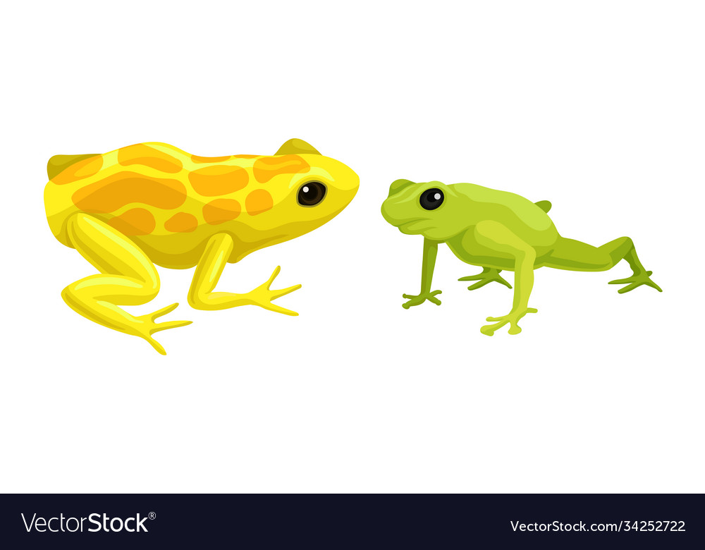 Frog as short-bodied and tailless amphibians Vector Image