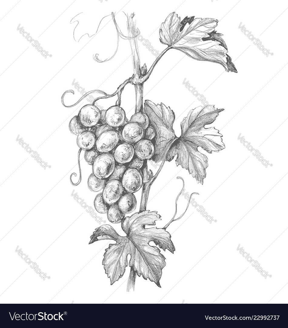 How to draw grapes step by step  Pencil sketch  Drawing for beginners   YouTube