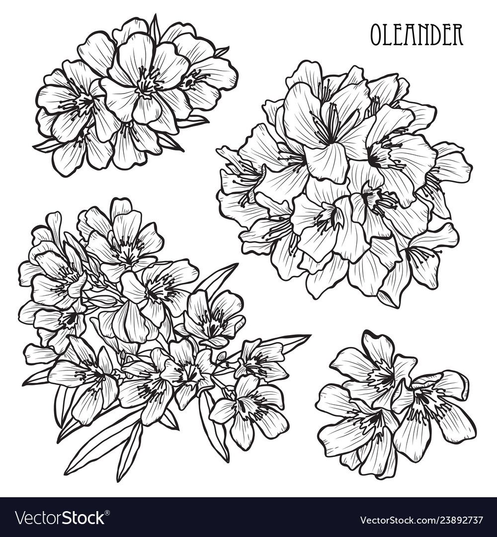 Hand drawn floral decoration Royalty Free Vector Image