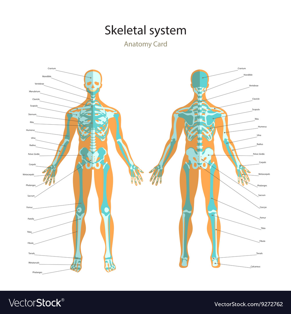 Anatomy guide of human skeleton with explanations Vector Image