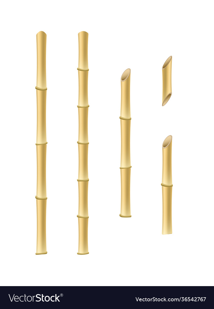 Bamboo stick set Royalty Free Vector Image - VectorStock