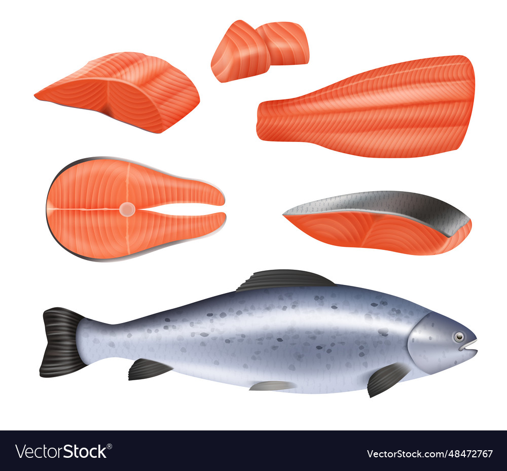 Salmon template of different pieces of realistic Vector Image