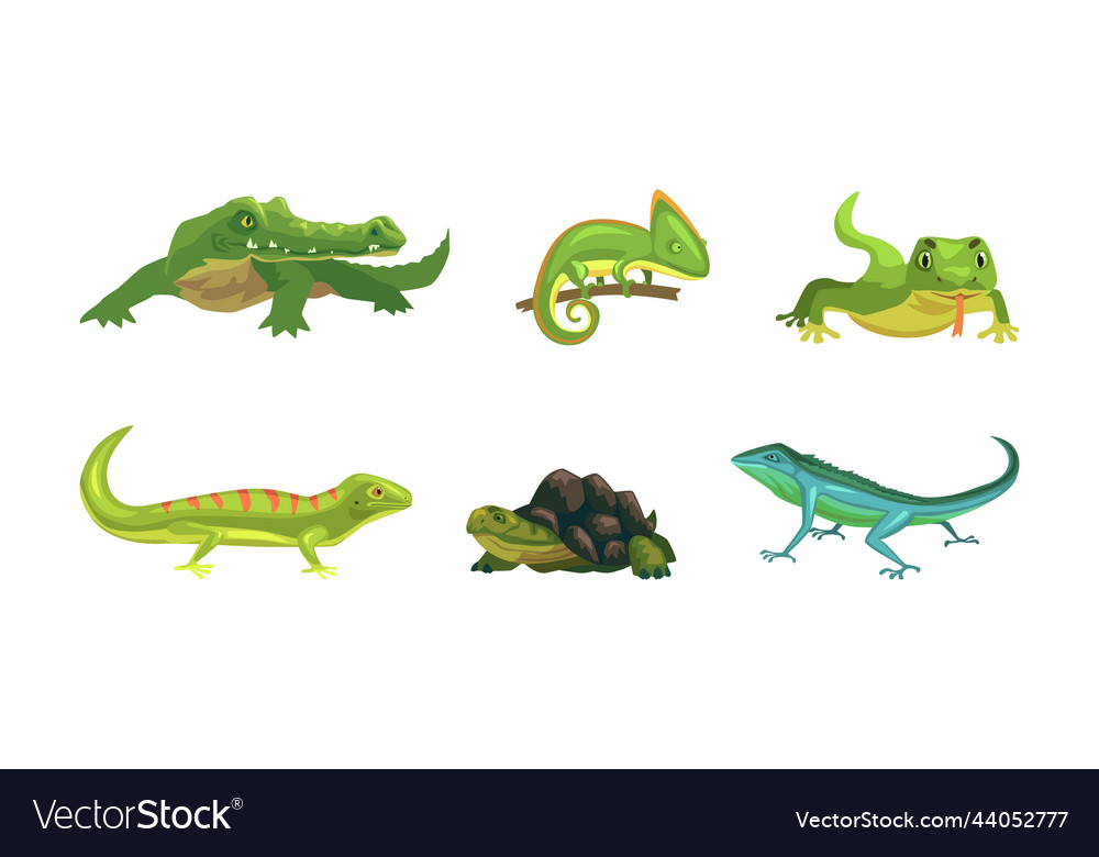 Is chameleon 2024 an amphibian