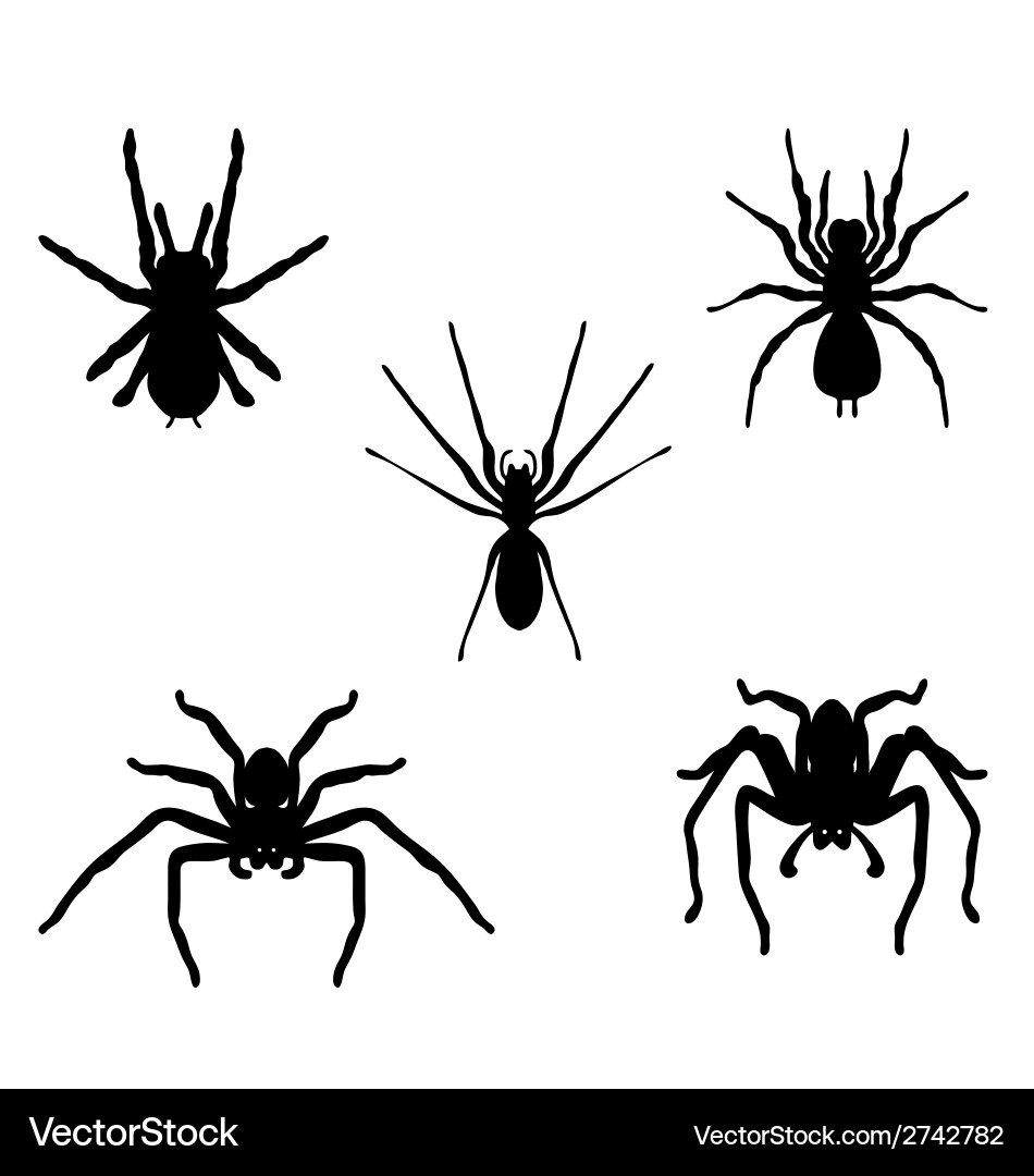 Spiders Royalty Free Vector Image - VectorStock