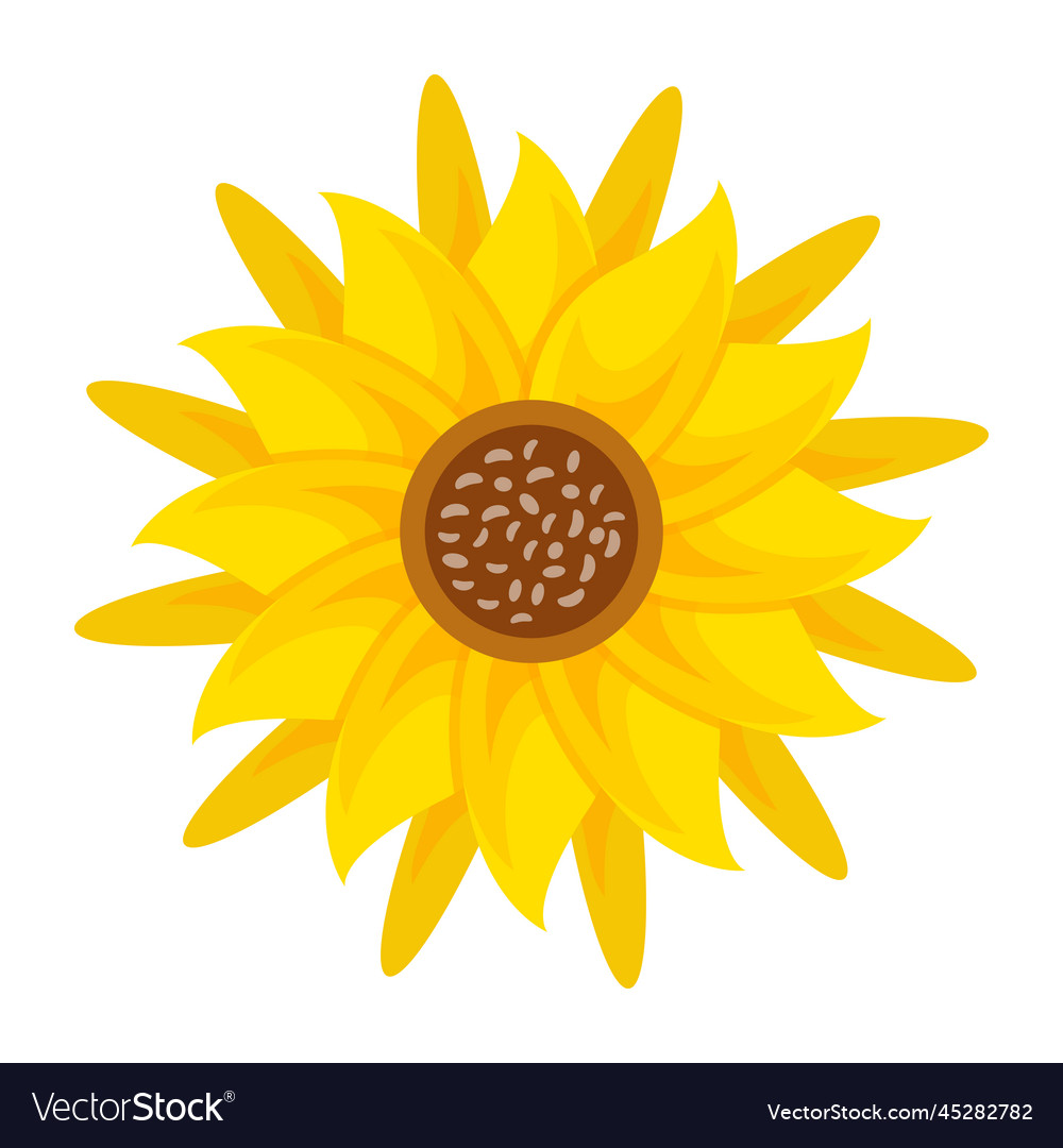 Sunflower Royalty Free Vector Image - VectorStock