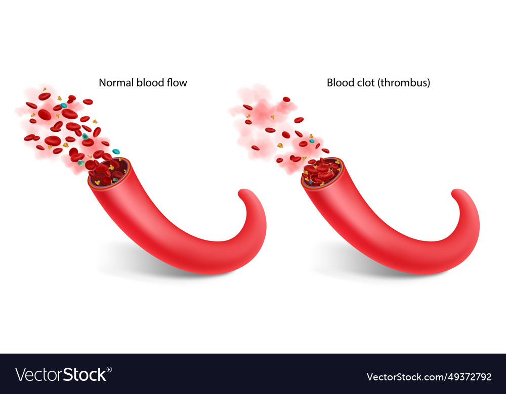 Blood vessel isolated Royalty Free Vector Image