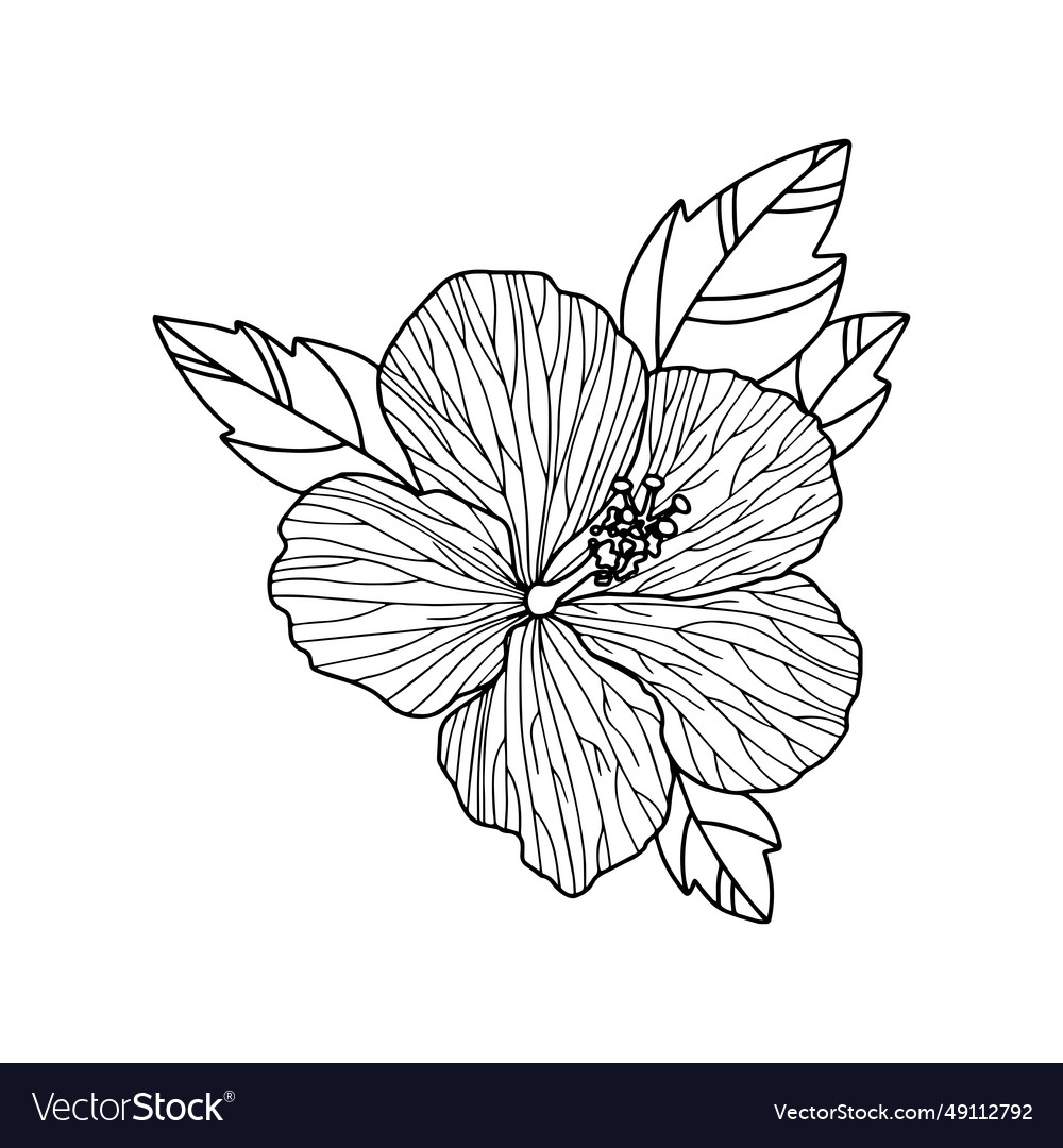 Hibiscus flowers line art Royalty Free Vector Image