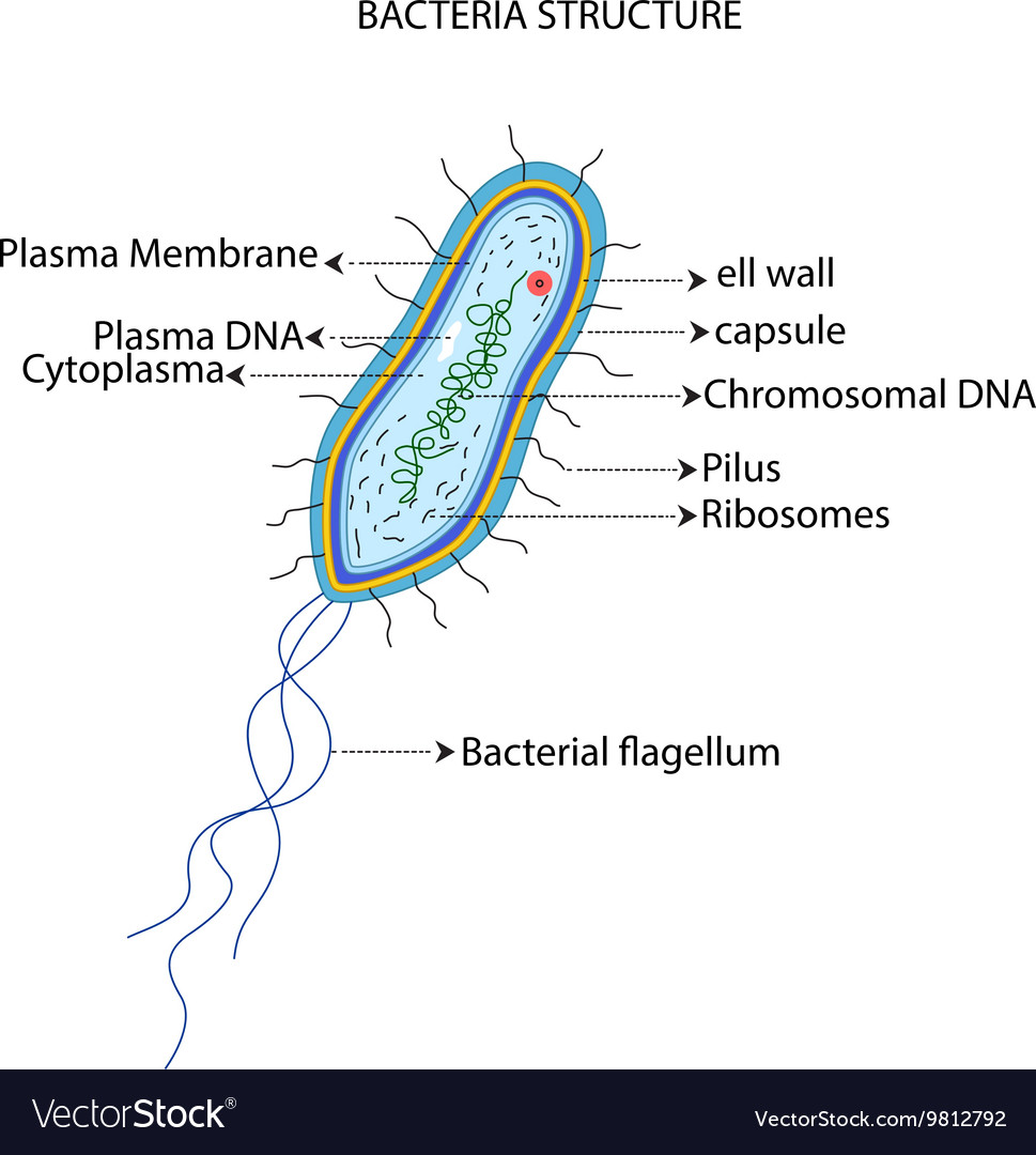 Bacterial Cell Cartoon Illustration Cartoon Illustration Bacteria ...