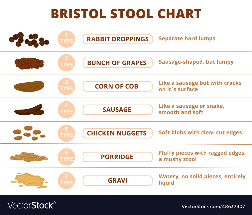 Bristol stool scale poop types infographic vector image