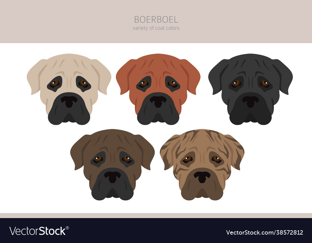 Boerboel sales brindle colour