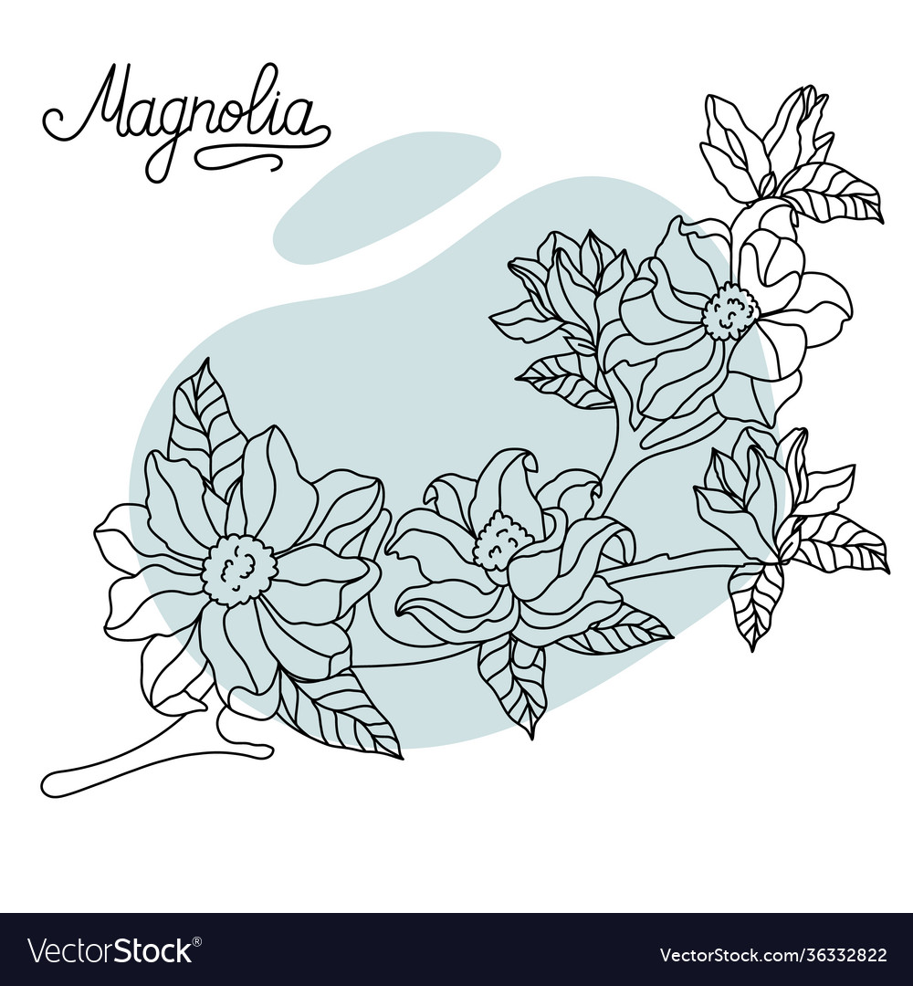 Floral botany collection sketch magnolia flower