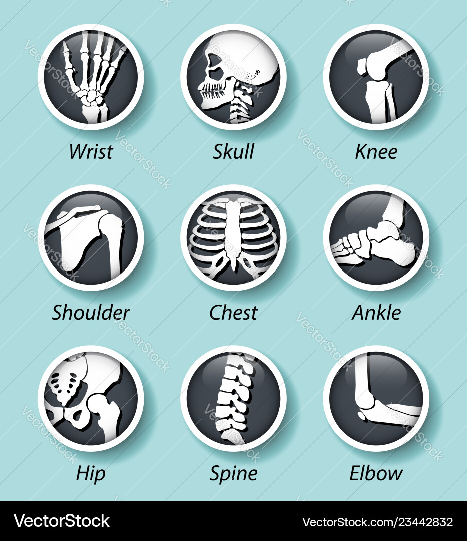 Skeleton system icon with bulging glass cover Vector Image