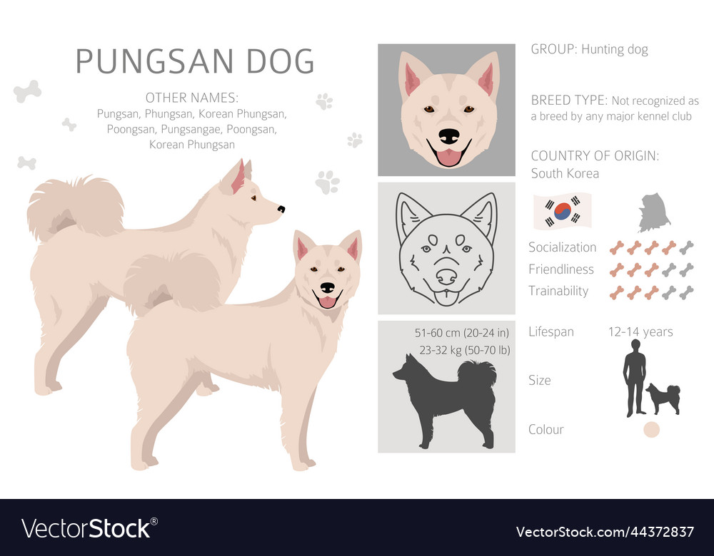 Pungsan dog clipart all coat colors set Royalty Free Vector