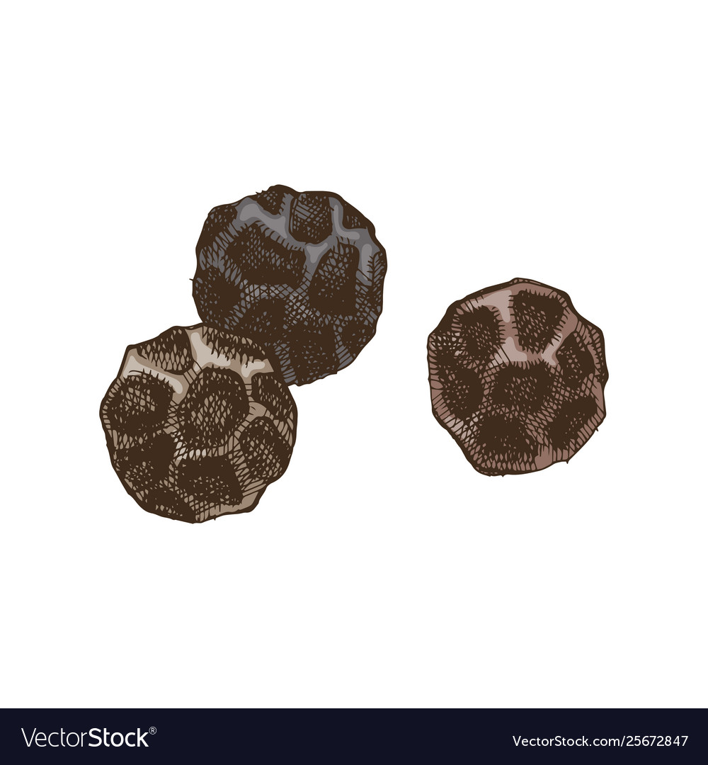 Black pepper sketch Royalty Free Vector Image - VectorStock
