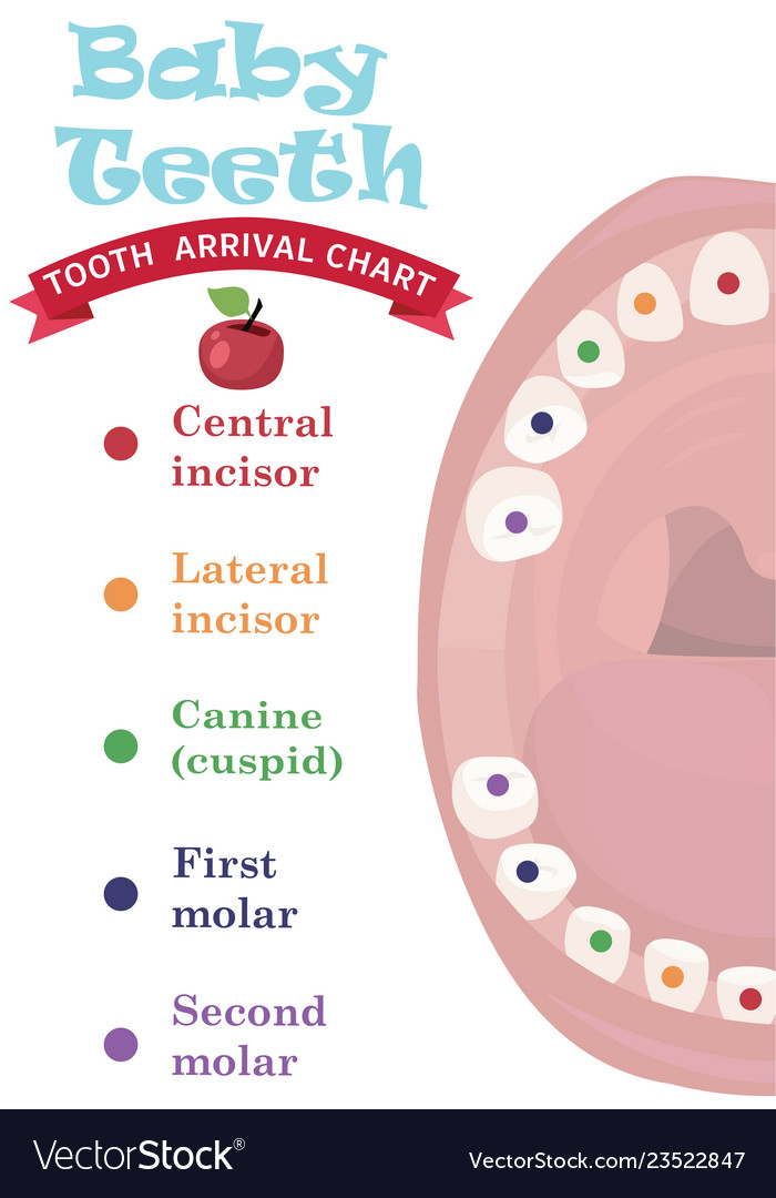 Tooth arrival chart infographic temporary teeth