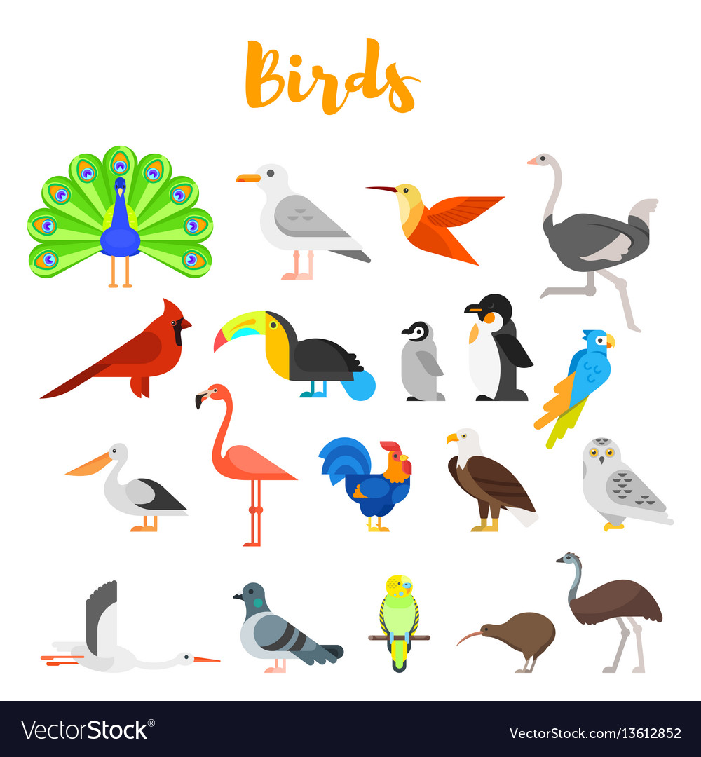 bird flats