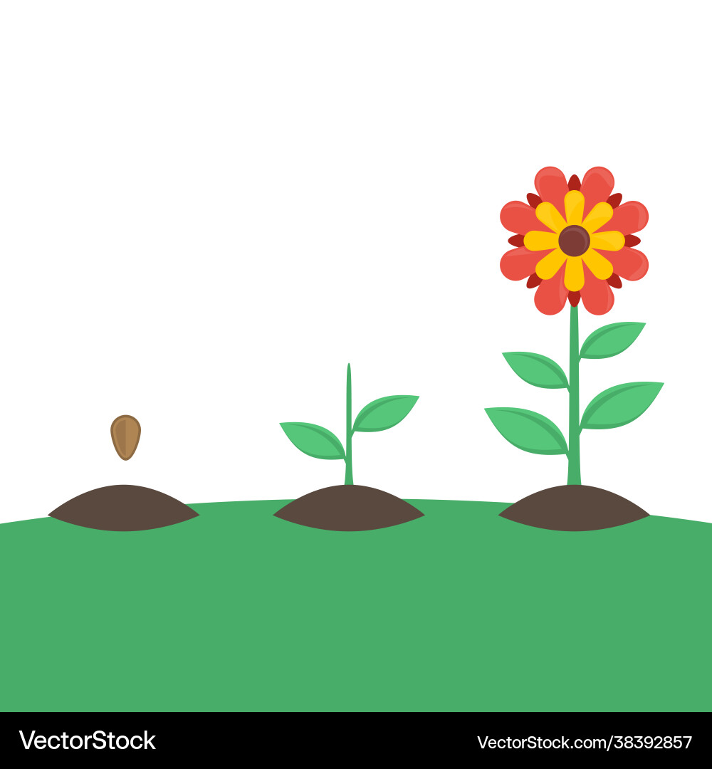 Plant growing stages Royalty Free Vector Image