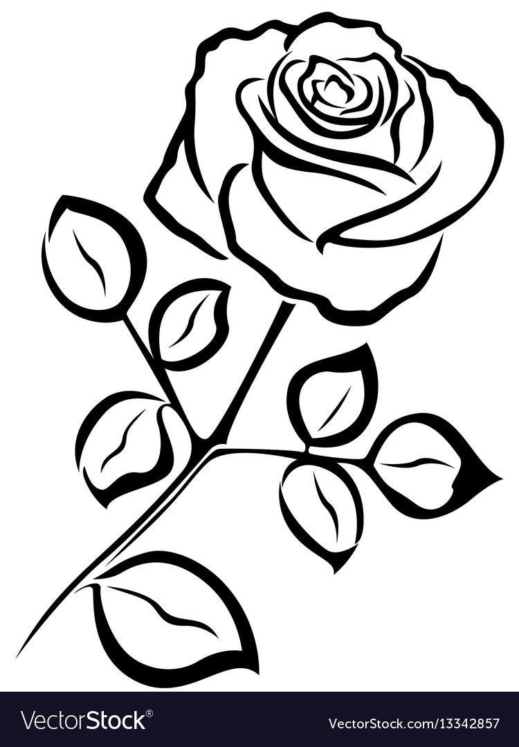 Rose Flower Outline Vector | Best Flower Site