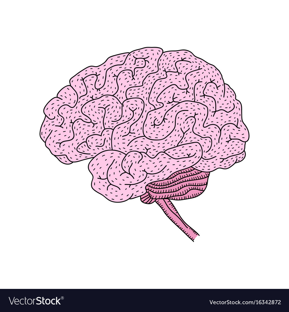 Human brain isolated