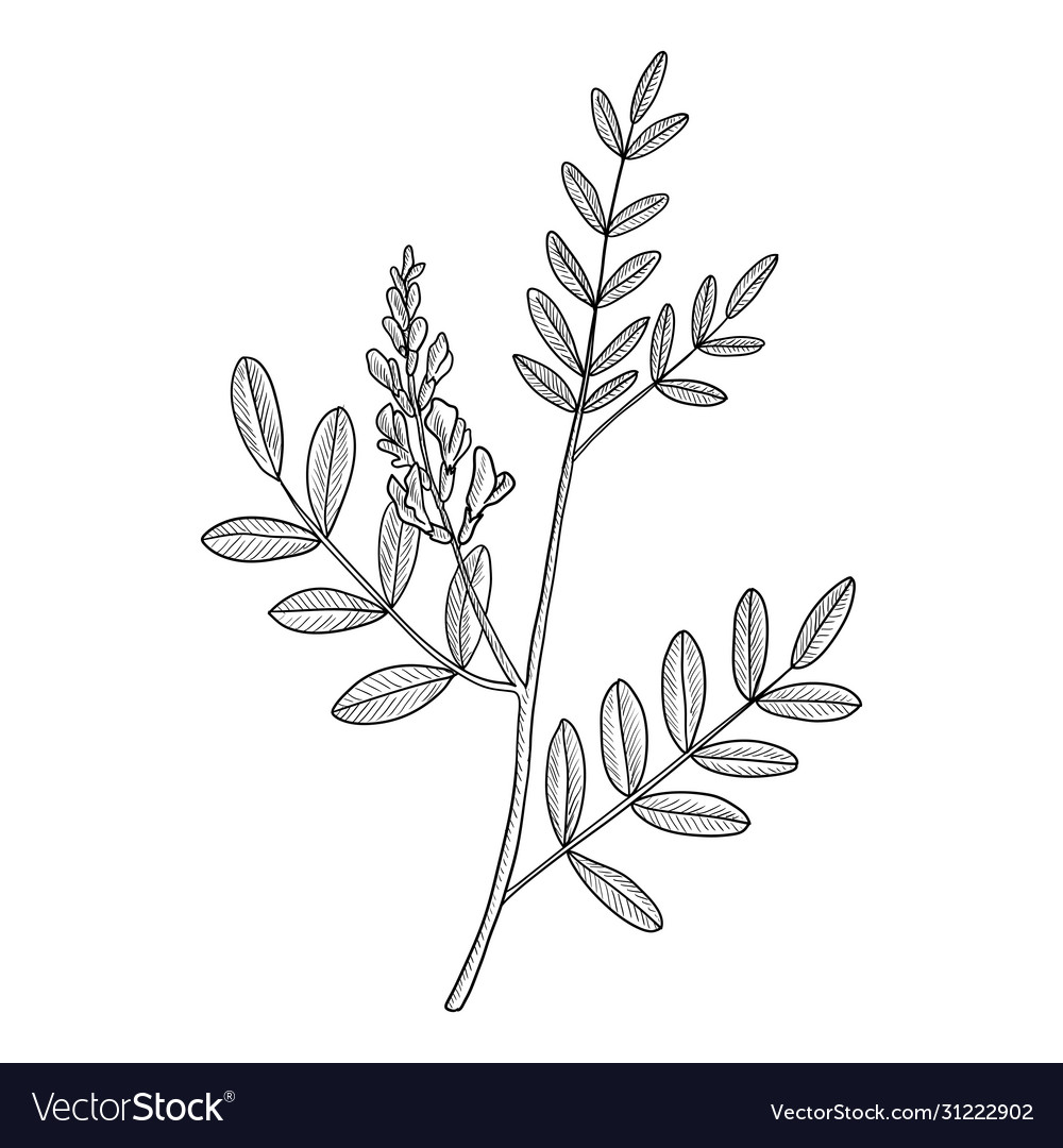 Drawing licorice root Royalty Free Vector Image
