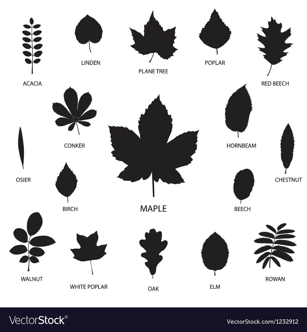 Collection of leaf silhouettes Royalty Free Vector Image