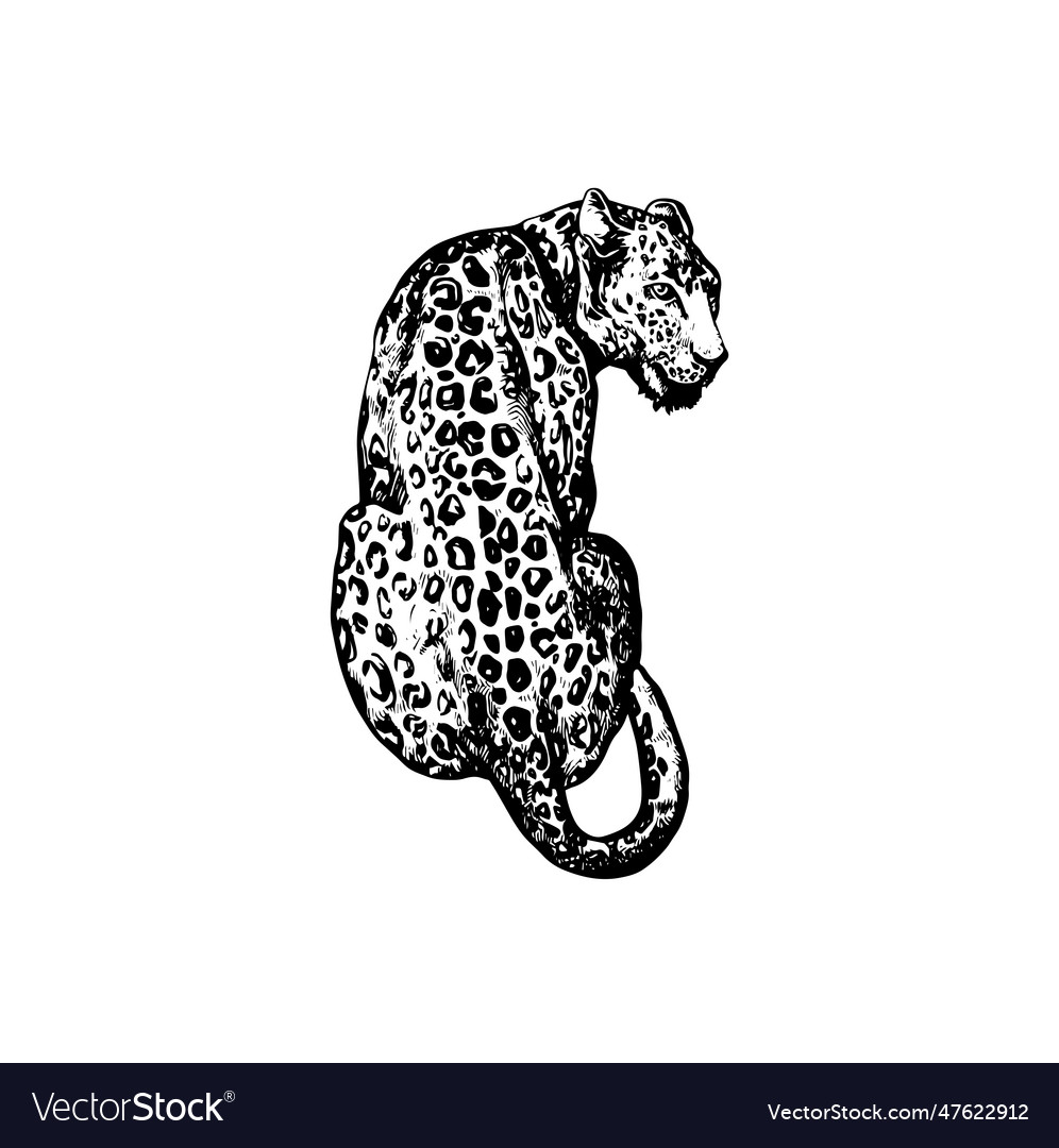 Handdrawn leopard leopard drawing Royalty Free Vector Image