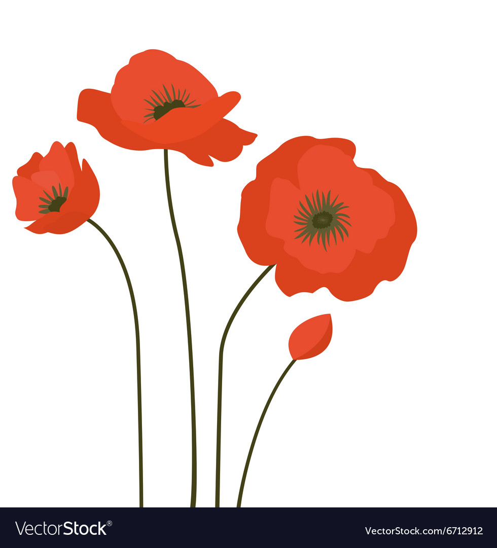 Red poppies Royalty Free Vector Image - VectorStock