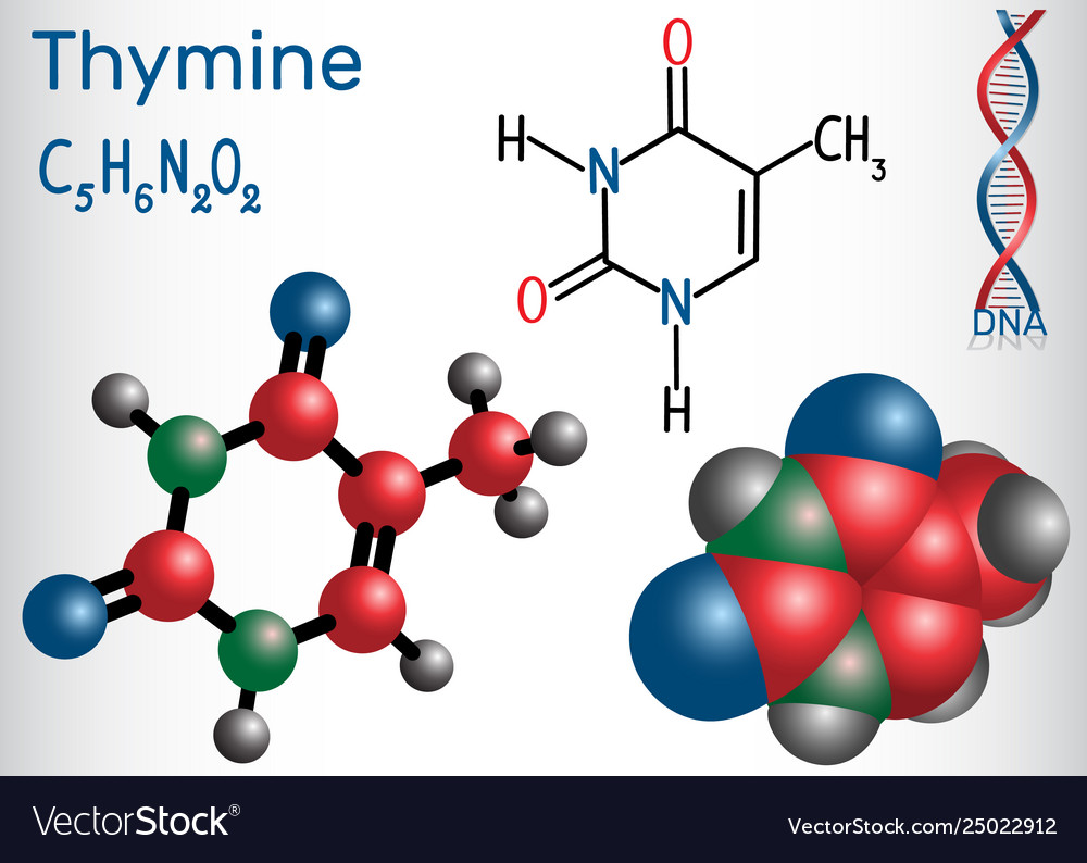 Thymine thy- pyrimidine nucleobase Royalty Free Vector Image