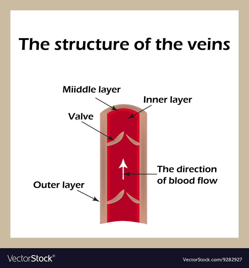 Structure of the veins infographics Royalty Free Vector