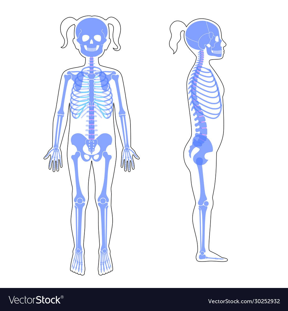 Child girl skeleton anatomy