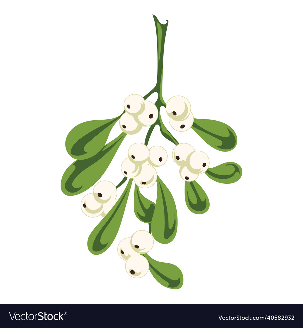 Mistletoe Branch With Berries And Leaves Vector Image