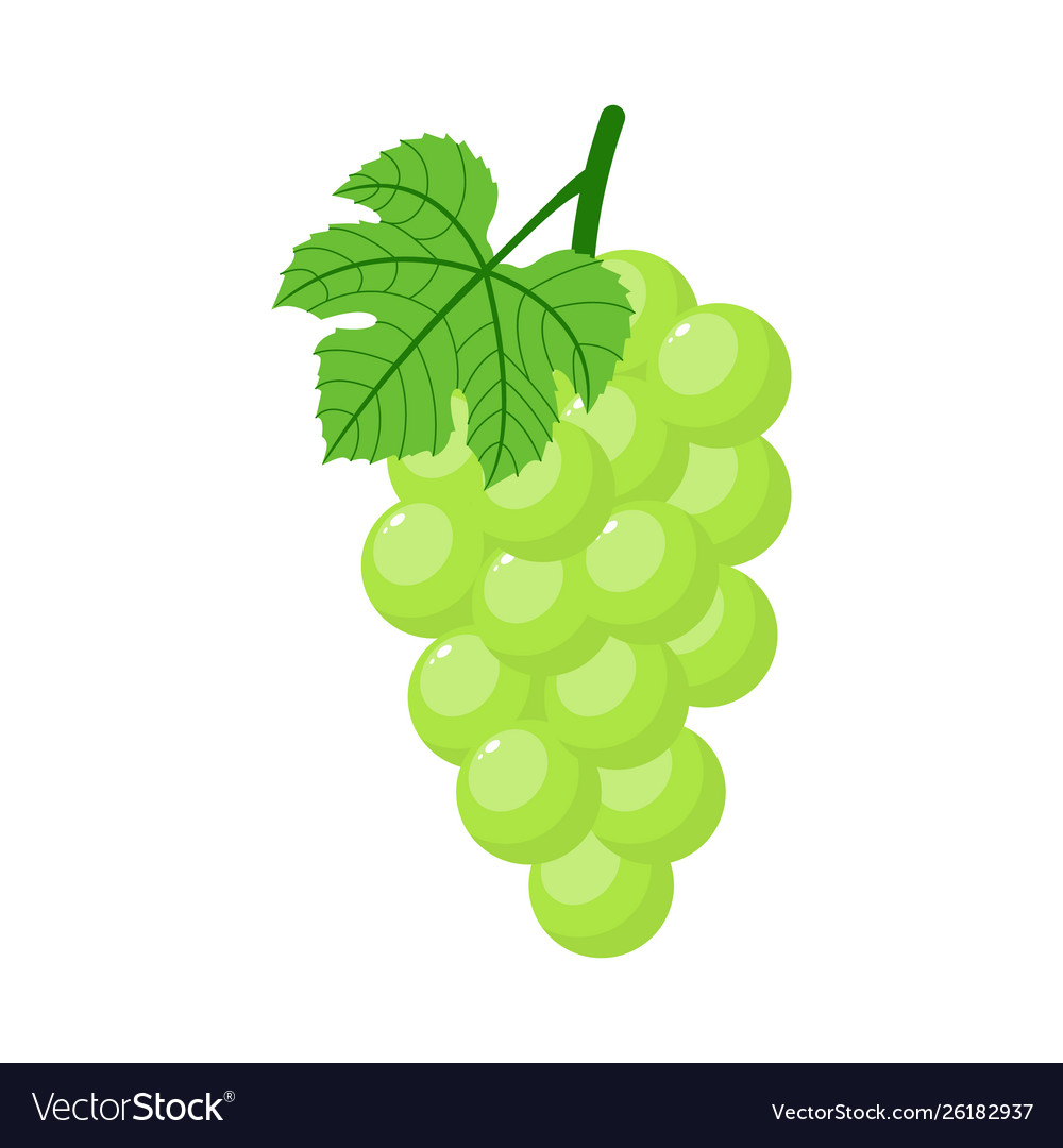 Green grapes isolated on white background bunch