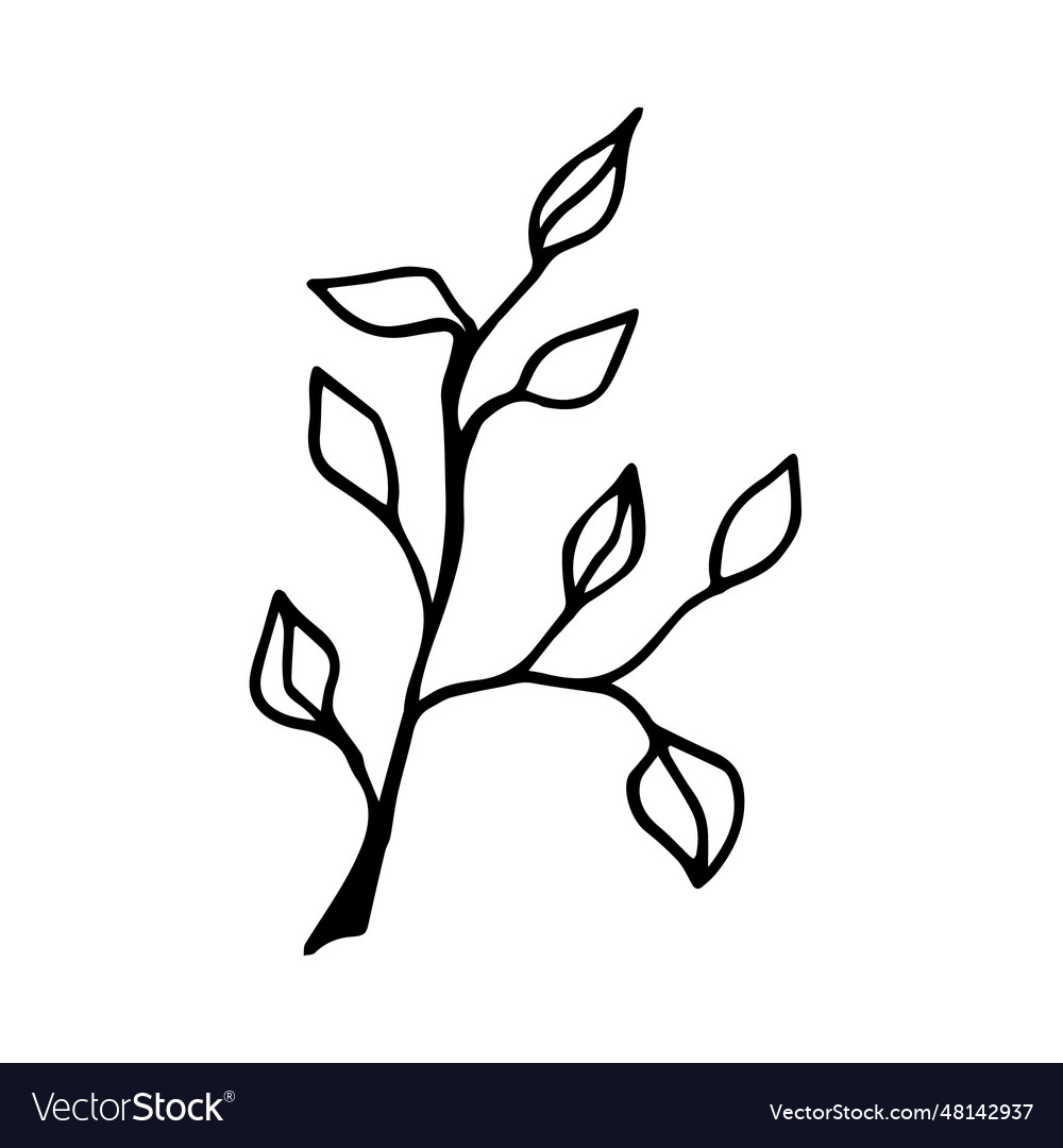 Twig with eucalyptus tree leaves Royalty Free Vector Image