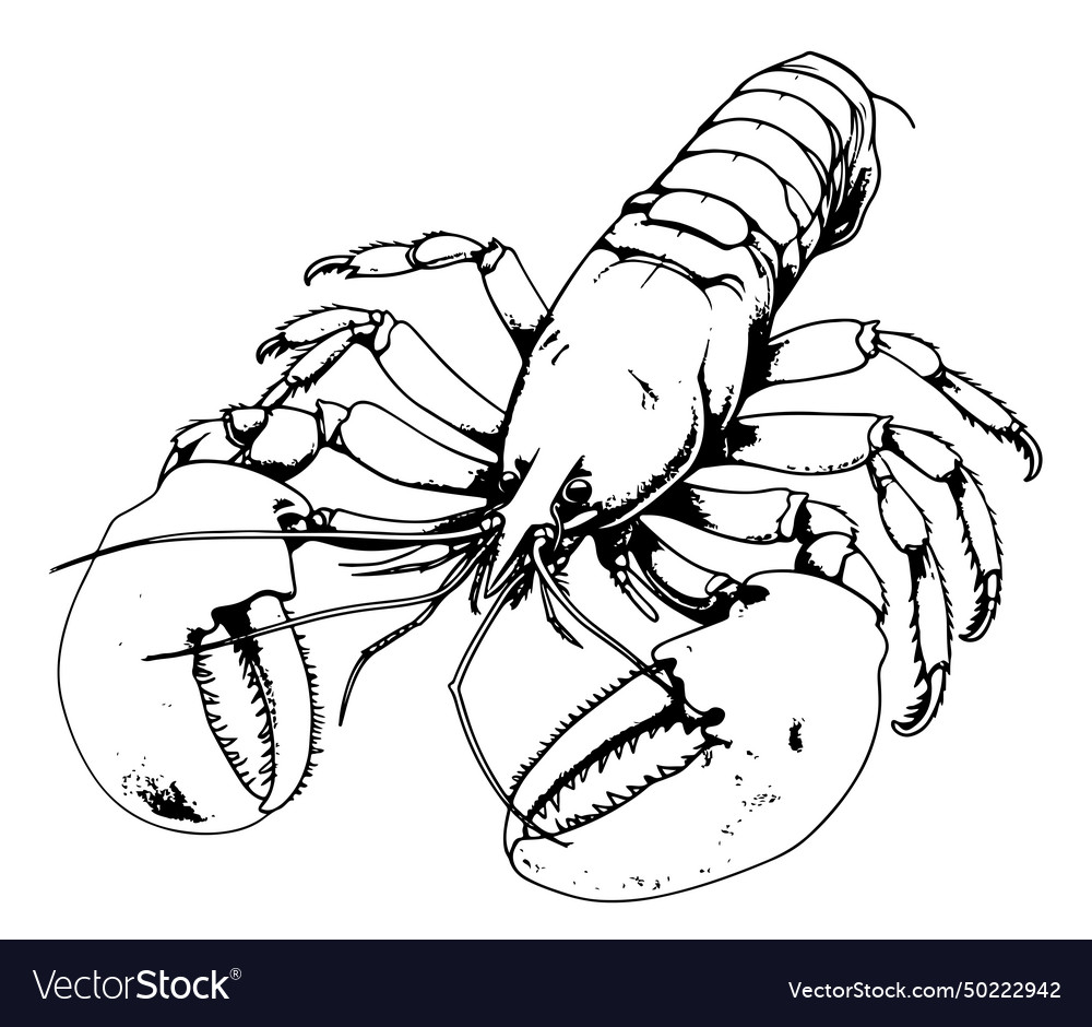 Lobster hand drawing vintage engraving