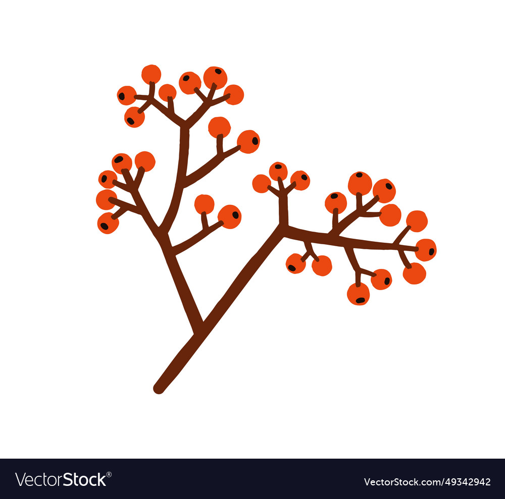 Red berries tree branch holly ilex fruits Vector Image