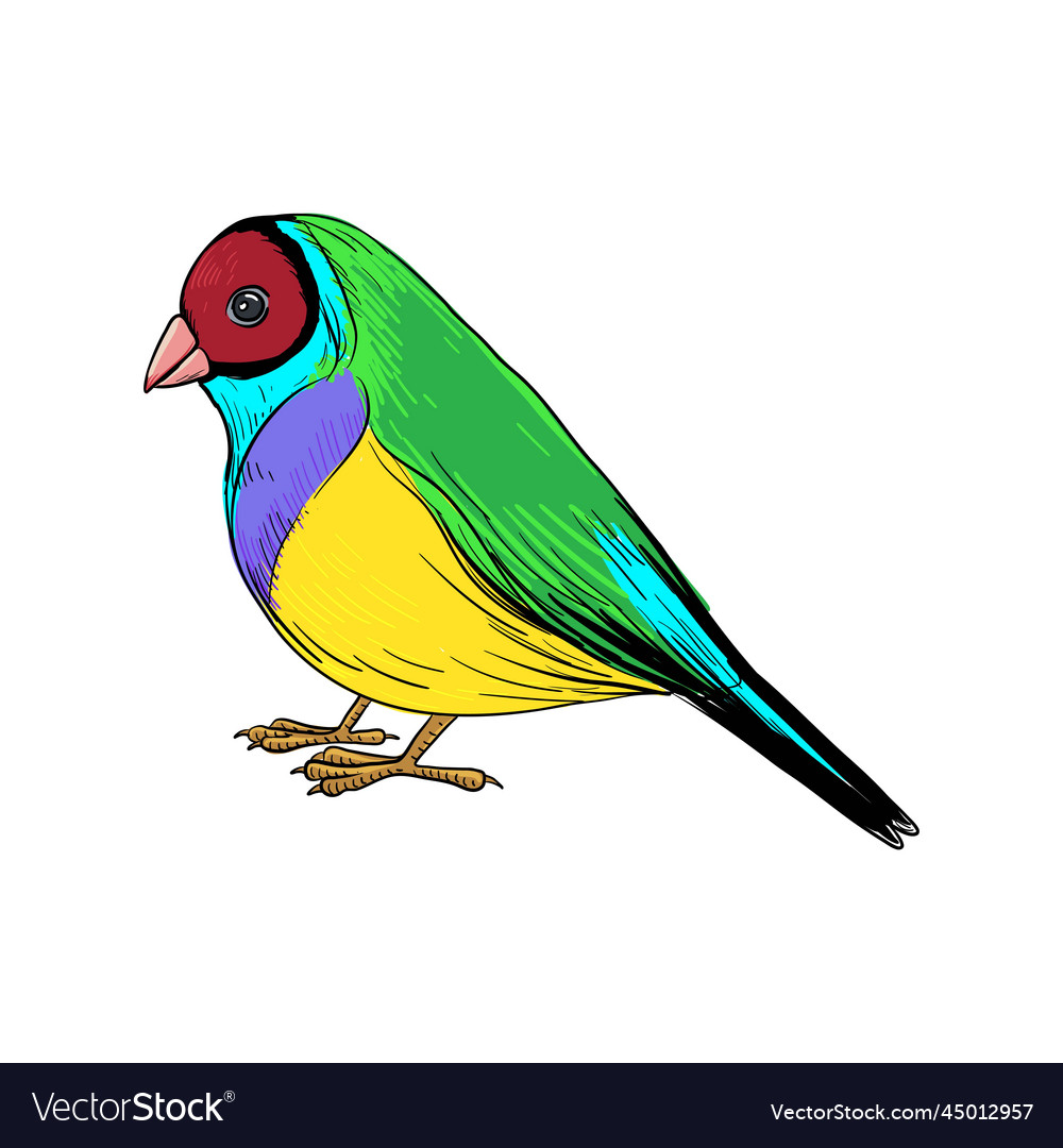 Drawing bird gouldian finch Royalty Free Vector Image