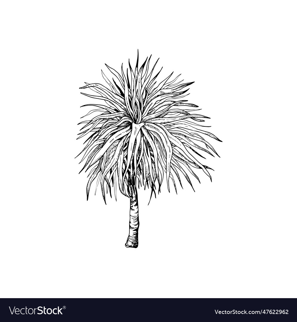 Handdrawn palm tree Royalty Free Vector Image - VectorStock