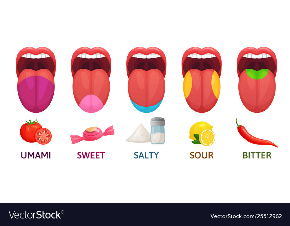 Tongue Taste Areas Sweet Bitter And Salty Tastes Vector Image