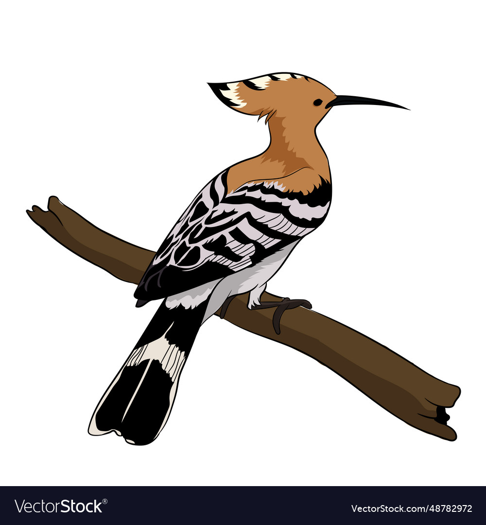 Image of eurasian hoopoe bird Royalty Free Vector Image