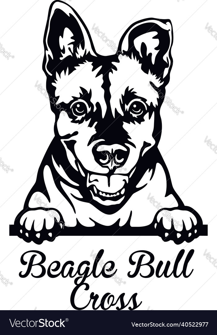 Beagle bull store