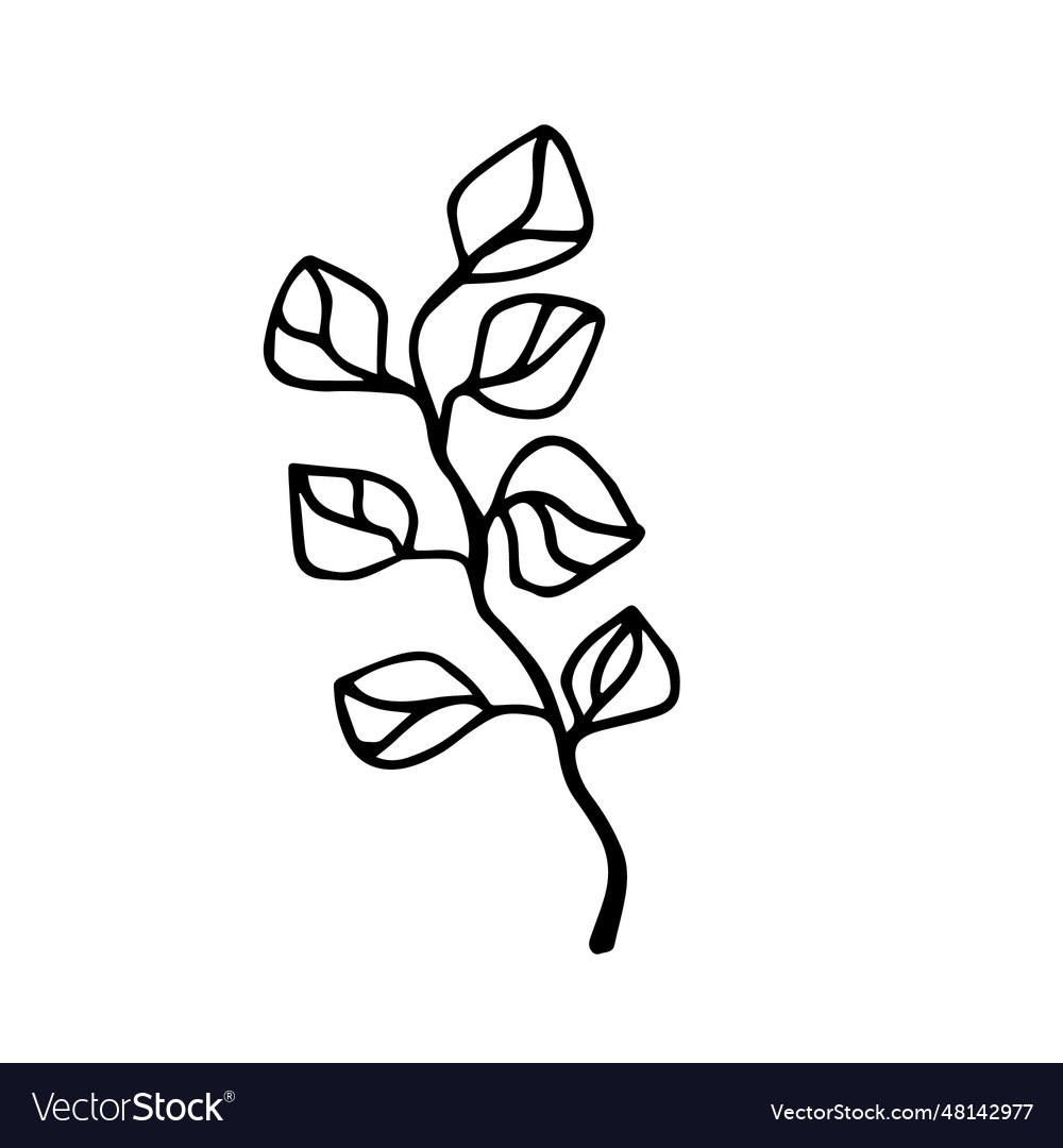 Sprig Of Eucalyptus Royalty Free Vector Image - Vectorstock