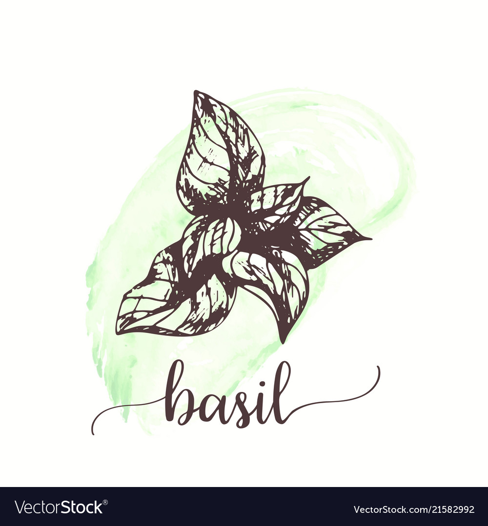 Basil sketch on watercolor paint hand drawn ink