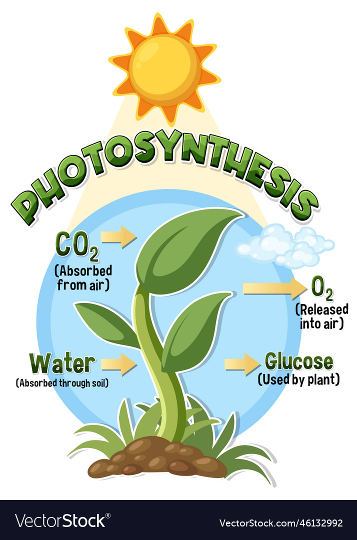 Diagram Of Photosynthesis For Biology And Life Vector Image