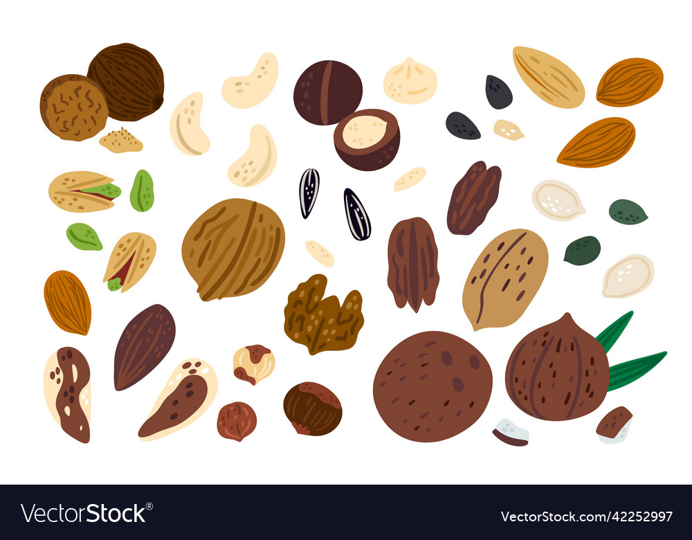 Cartoon nuts funny superfood different types