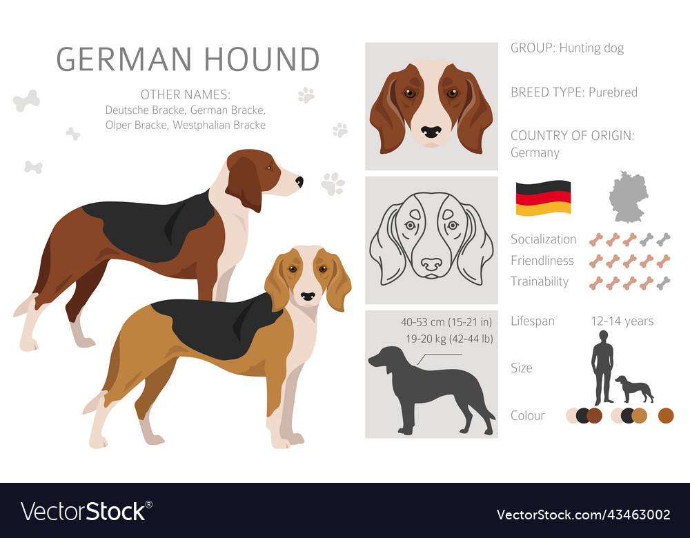 German hound clipart different coat colors set Vector Image